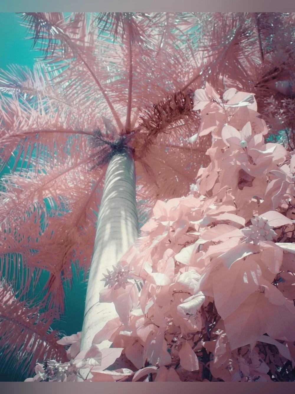 Fujifilm X100V with Infrared SuperColor Conversion